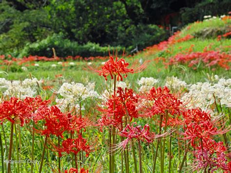 彼岸花 開花|彼岸花の名所 ※見頃・開花状況・アクセス